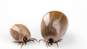 Carrapatos: Um Perigo Muito Mais Perto do Que Pensa