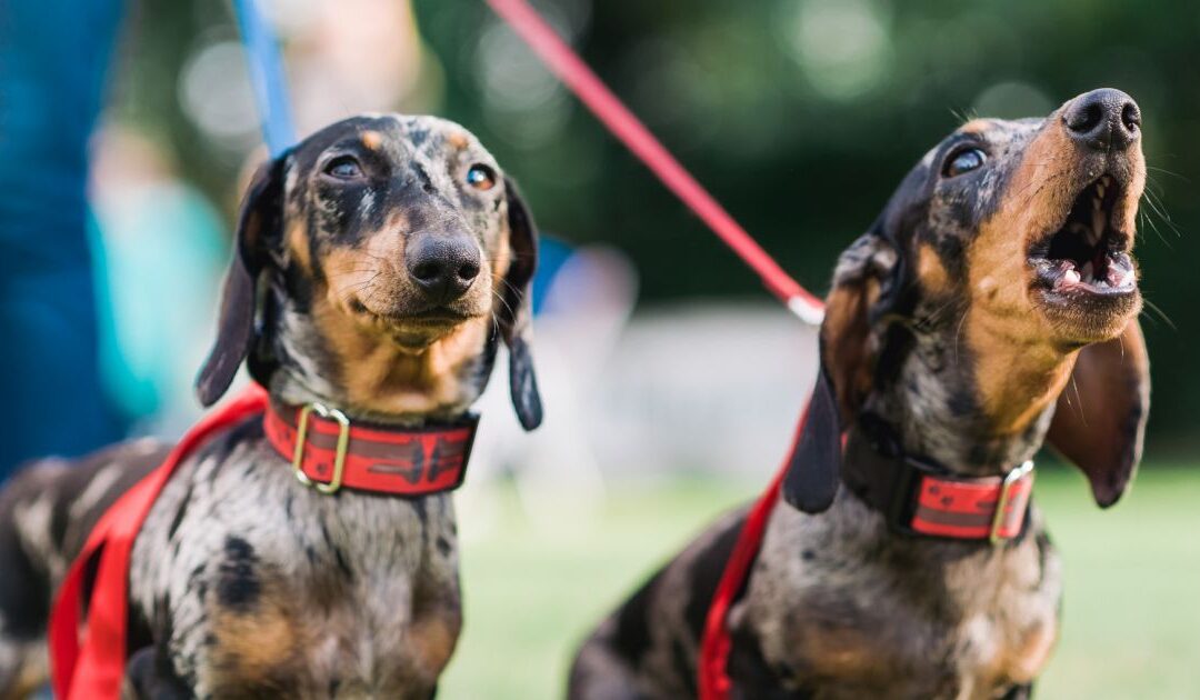 Como Acabar com Carrapatos: Mantenha Seu Pet Seguro