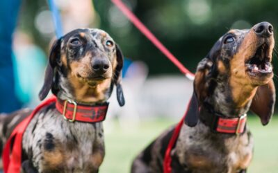 Como Acabar com Carrapatos: Mantenha Seu Pet Seguro