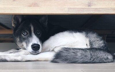 Onde os Carrapatos se Escondem
