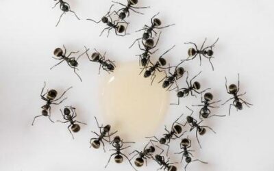 Os Principais Alvos da Dedetização de Formigas