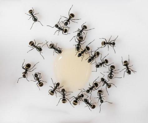 Os Principais Alvos da Dedetização de Formigas