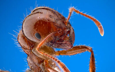 CONHEÇA MÉTODOS PARA A DEDETIZAÇÃO DE FORMIGAS