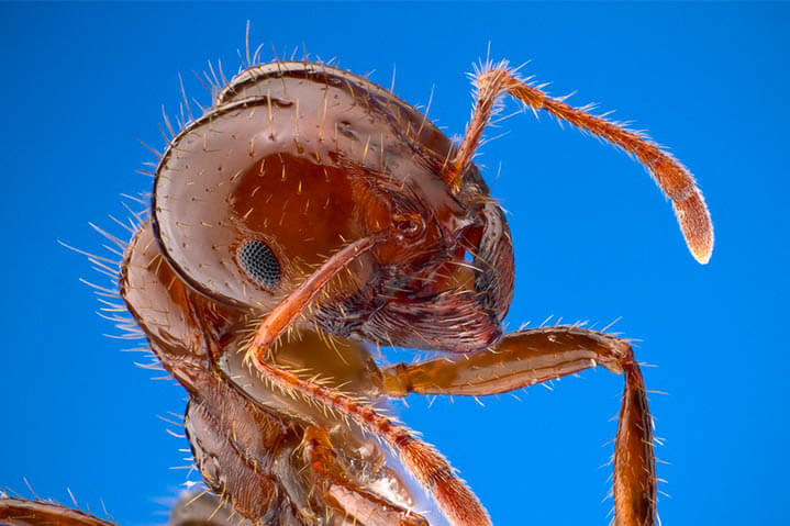 CONHEÇA MÉTODOS PARA A DEDETIZAÇÃO DE FORMIGAS