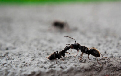 PRECISA DE DEDETIZAÇÃO DE FORMIGAS NA SUA EMPRESA?