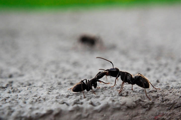 PRECISA DE DEDETIZAÇÃO DE FORMIGAS NA SUA EMPRESA?