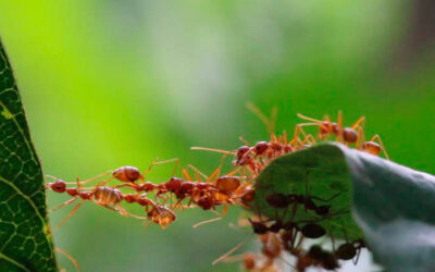 PREVENÇÃO APÓS A DEDETIZAÇÃO DE FORMIGAS