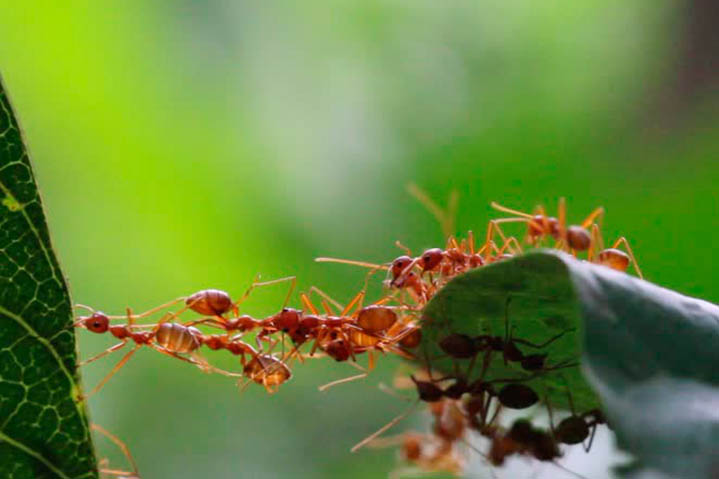 PREVENÇÃO APÓS A DEDETIZAÇÃO DE FORMIGAS