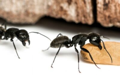 4 Técnicas de se Livrar das Formigas Andarilhas