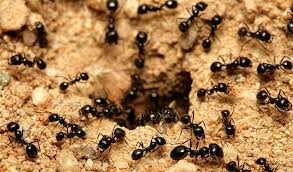 Os Melhores Métodos Para Eliminar Formigas