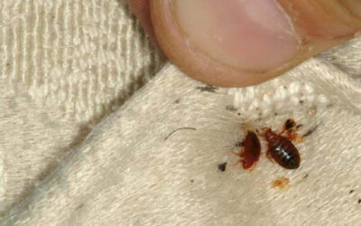 Dedetizadora Percevejos com Especialistas