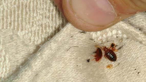 Dedetizadora Percevejos com Especialistas