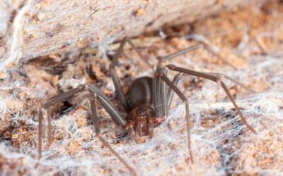 Os Métodos Utilizados na Dedetização de Aranha-Marrom