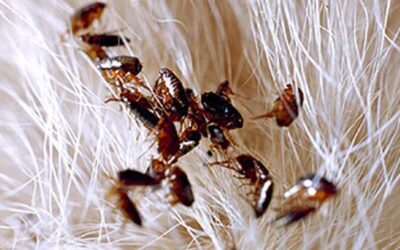 Como Funciona o Processo de uma Dedetizadora Contra Pulgas?