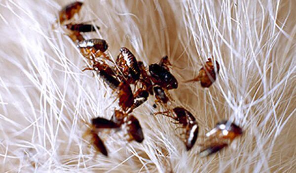 Como Funciona o Processo de uma Dedetizadora Contra Pulgas?