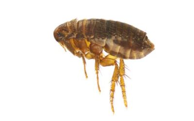 Sua Residência Está Passando por Infestação de Pulgas?