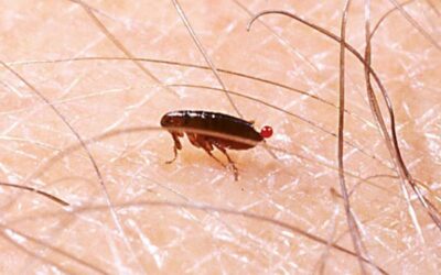 Infestação de Pulgas Como Combater