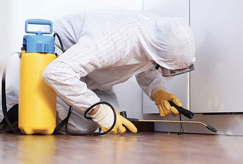 Como Acabar Com Pulgas