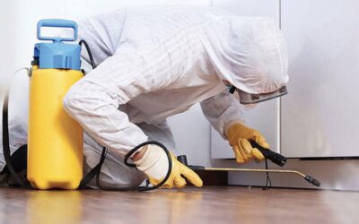 Como Acabar Com Pulgas