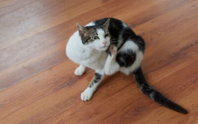 Como Acabar com Pulgas e Carrapatos?