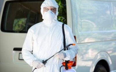 Como Eliminar Pulgas da sua Casa em Apenas 5 Passos!