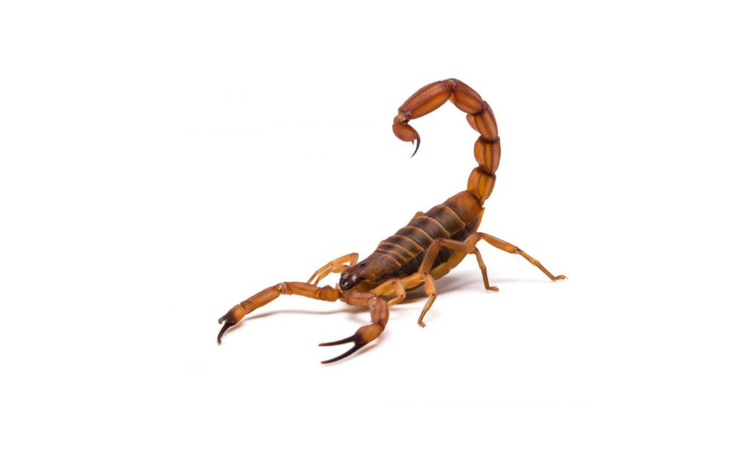 Dedetização Contra Escorpiões Evitam Tragédias