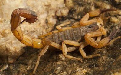 Dedetização Para Escorpião Funciona?