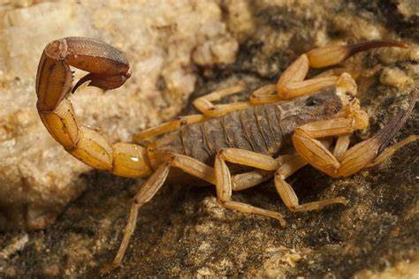 Dedetização Para Escorpião Funciona?